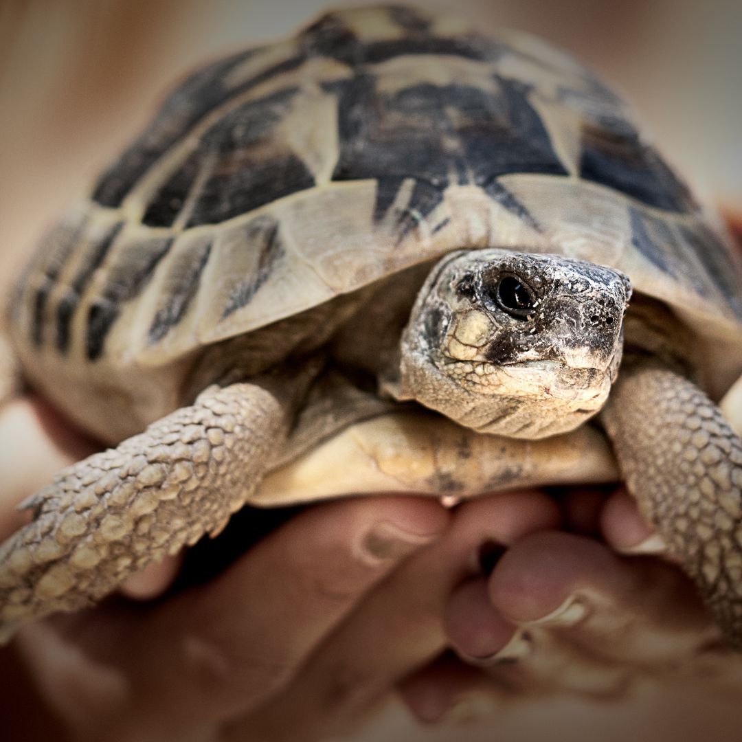 holding a pet tortoise