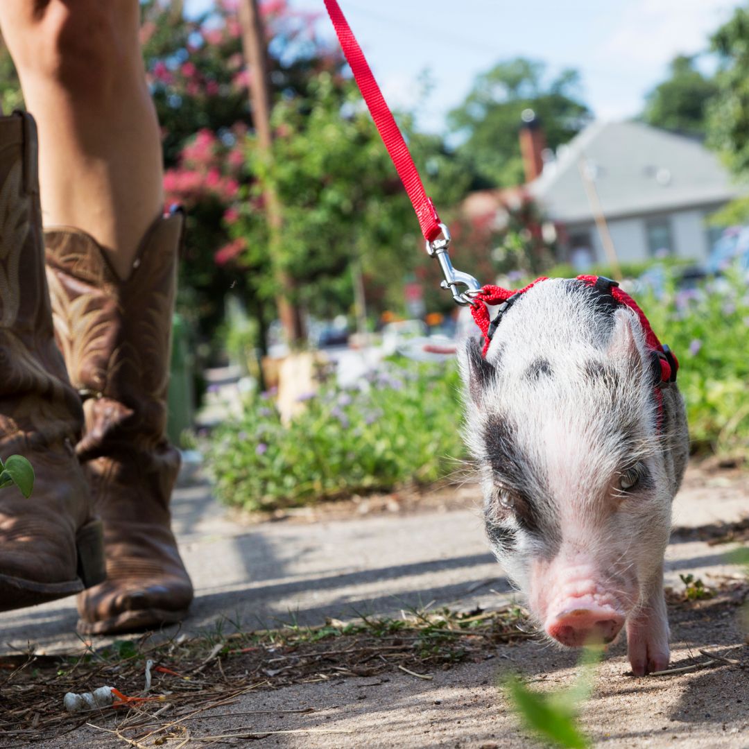 person in cowboy boots walking a pet pig on a leash