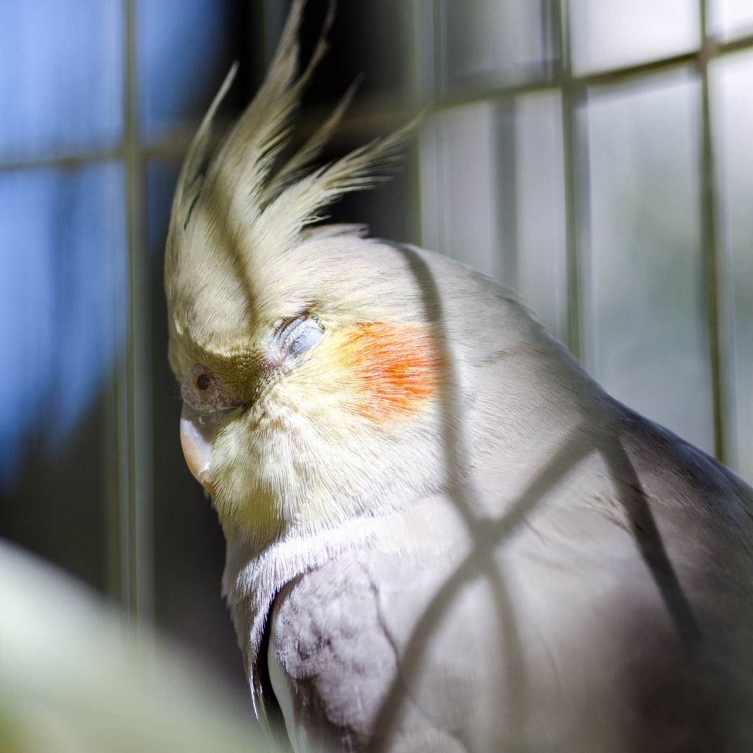 pet bird in cage with eyes closed