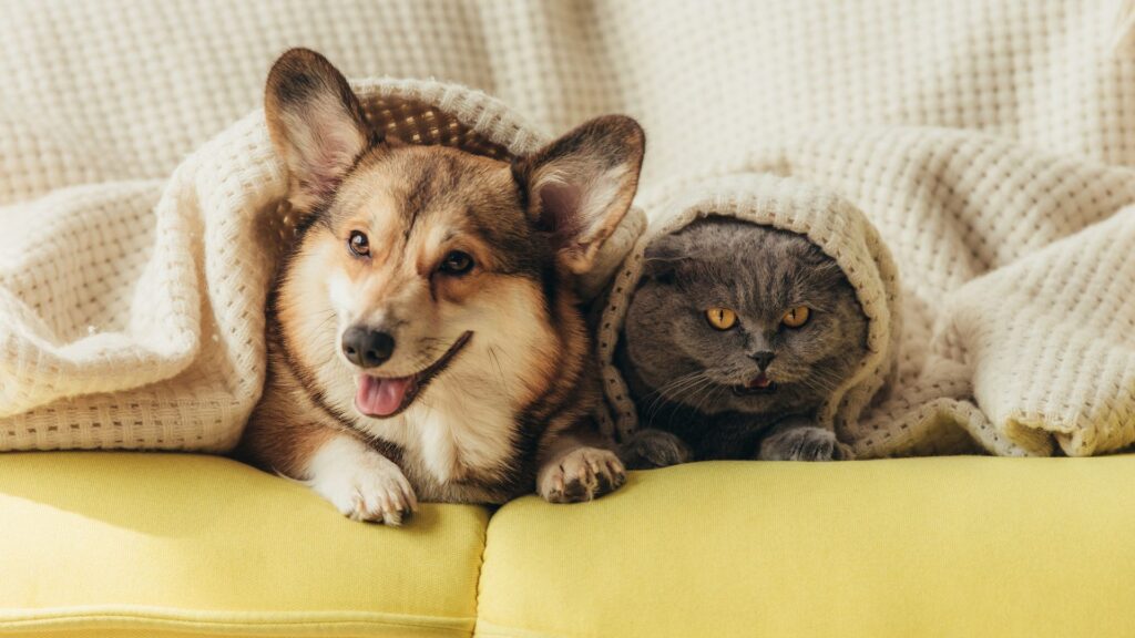 dog and cat cuddling under blanket
