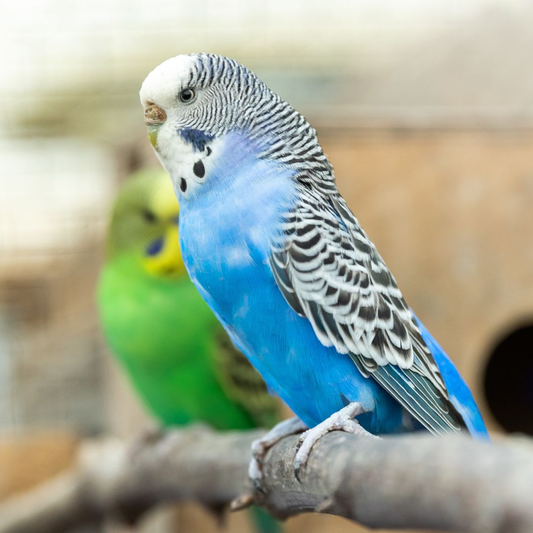 bird on perch