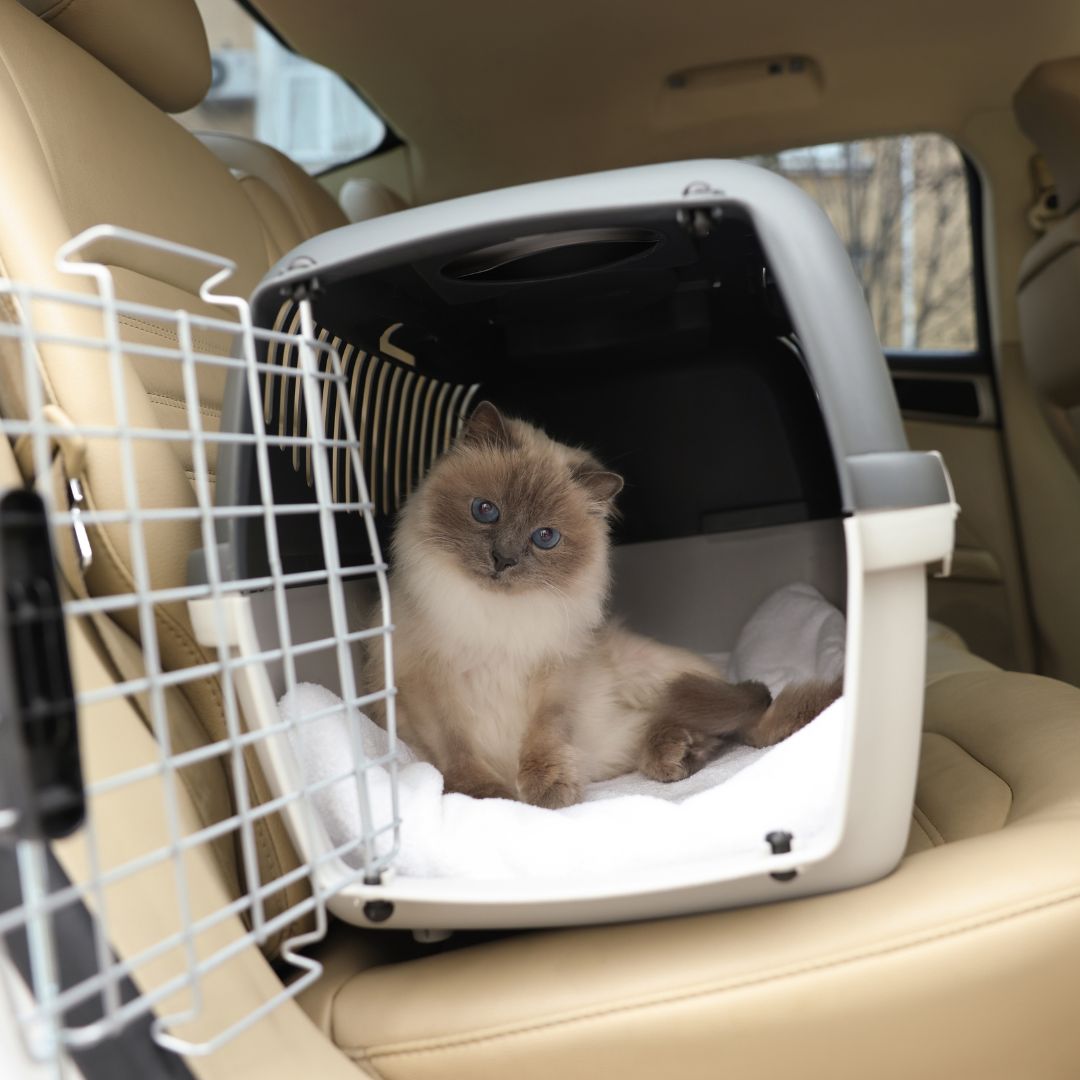 cat in car carrier