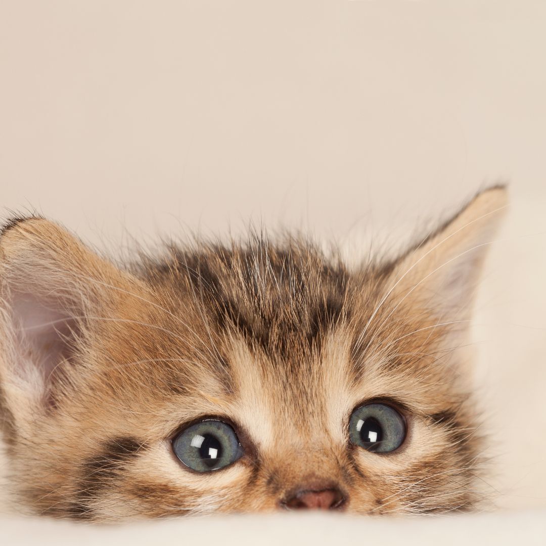 little cat eyes
