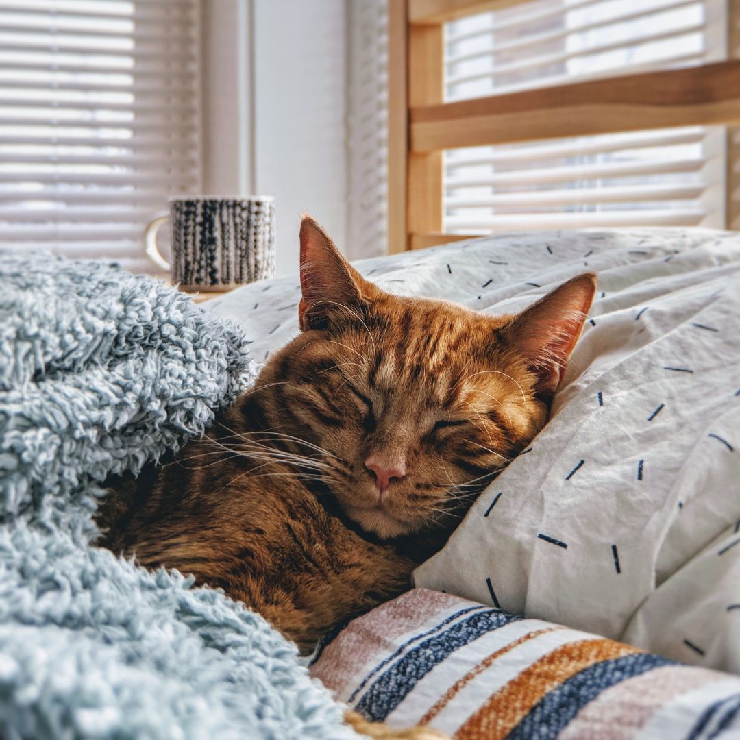 happy cat in bed