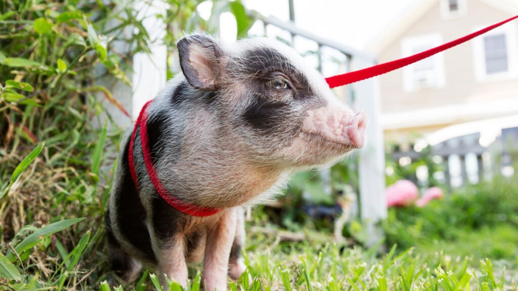 smiling pig on a leash