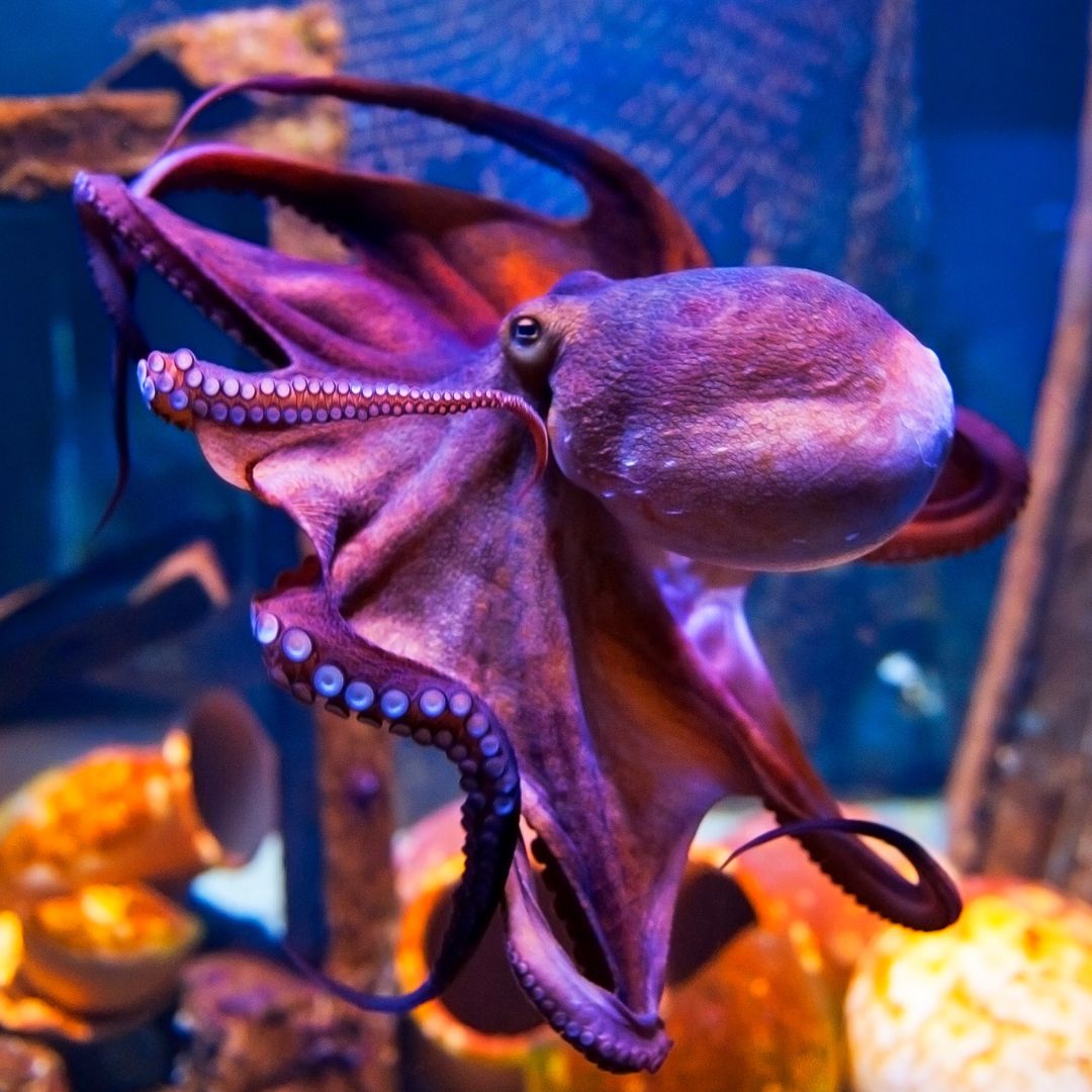 purple octopus swimming in tank