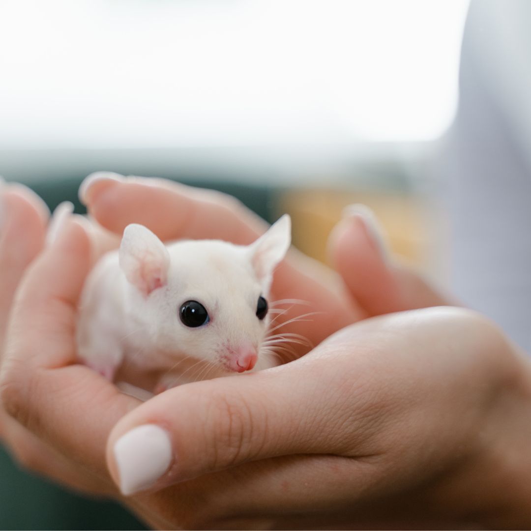 tiny pet mouse in person's hands