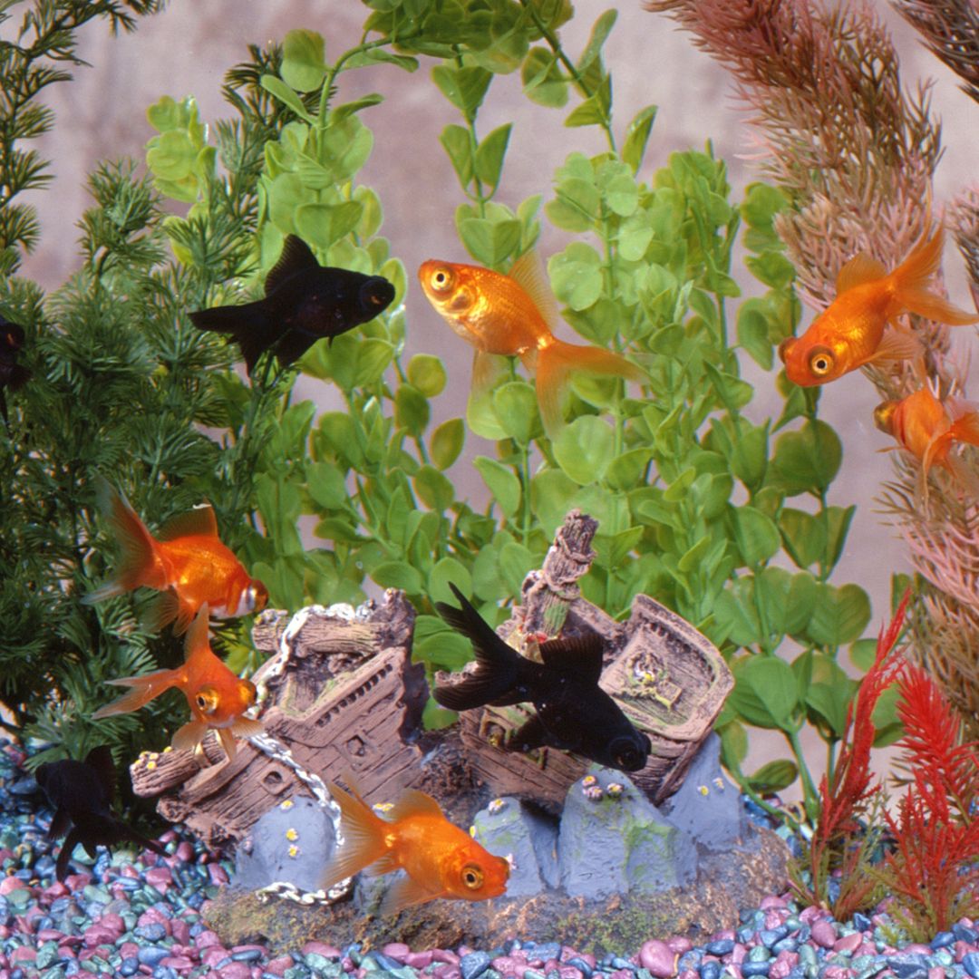 fish tank full of goldfish