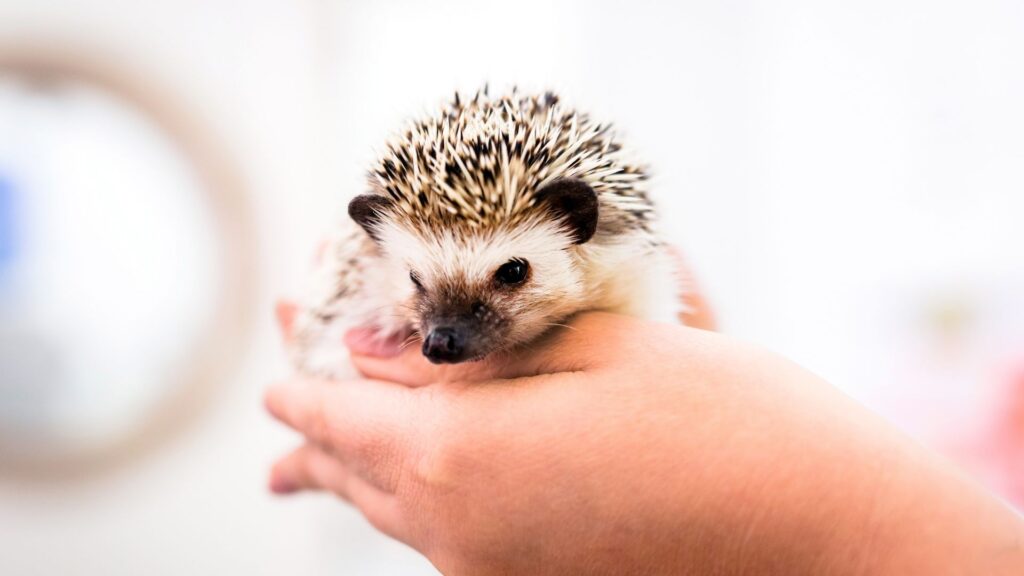 person holding pet hedgehog
