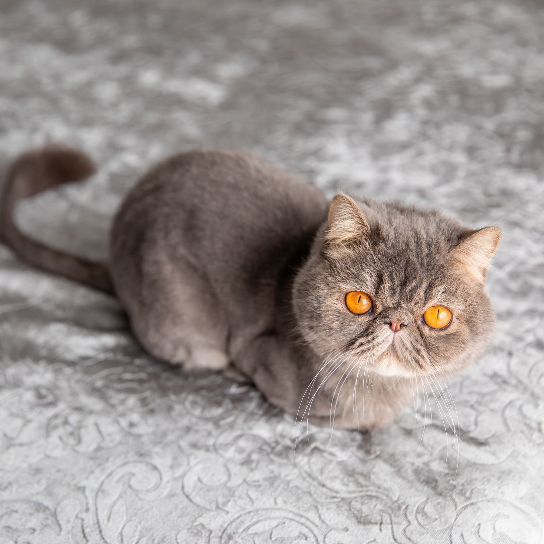 exotic cat with orange eyes