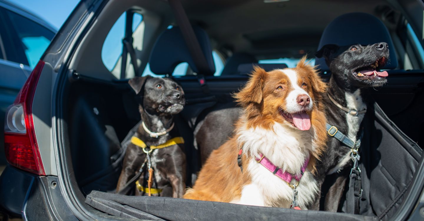 Dog Taxi in Wheaton