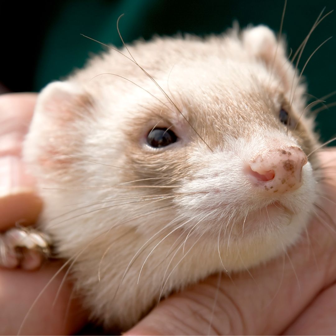ferret in a person's hands
