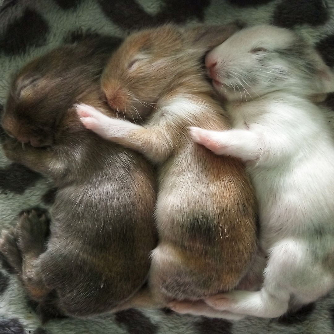 3 bunnies cuddling