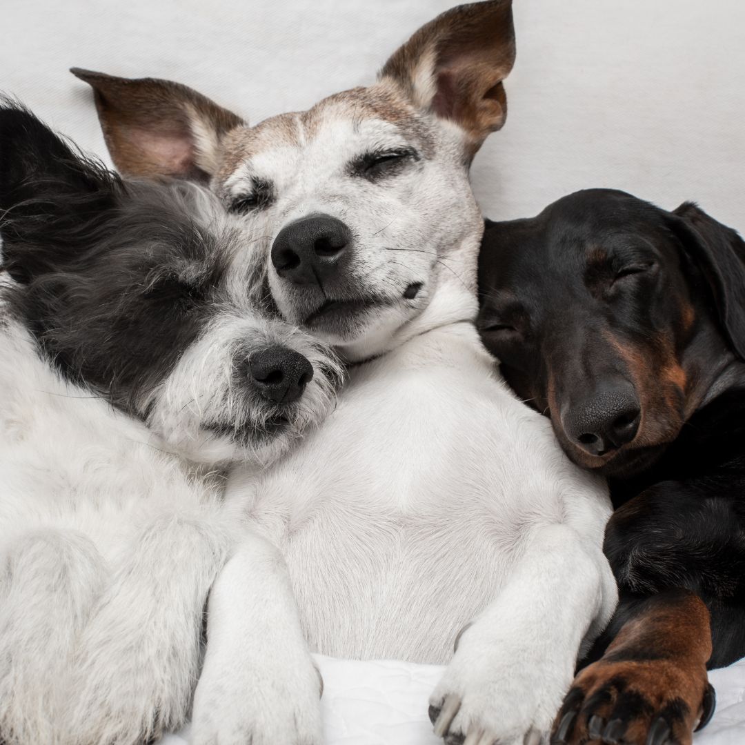 3 puppies cuddling