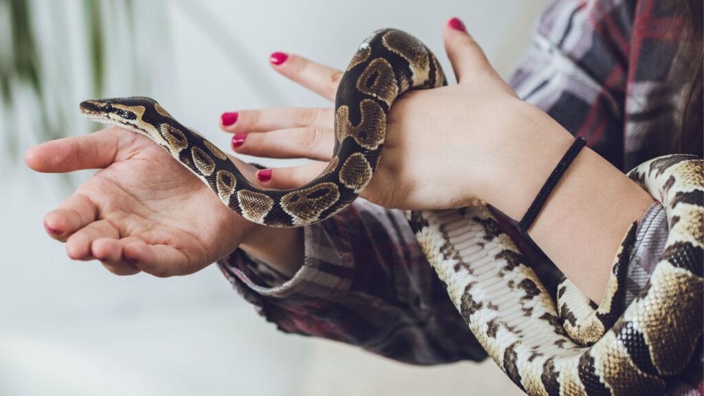 person holding pet snake