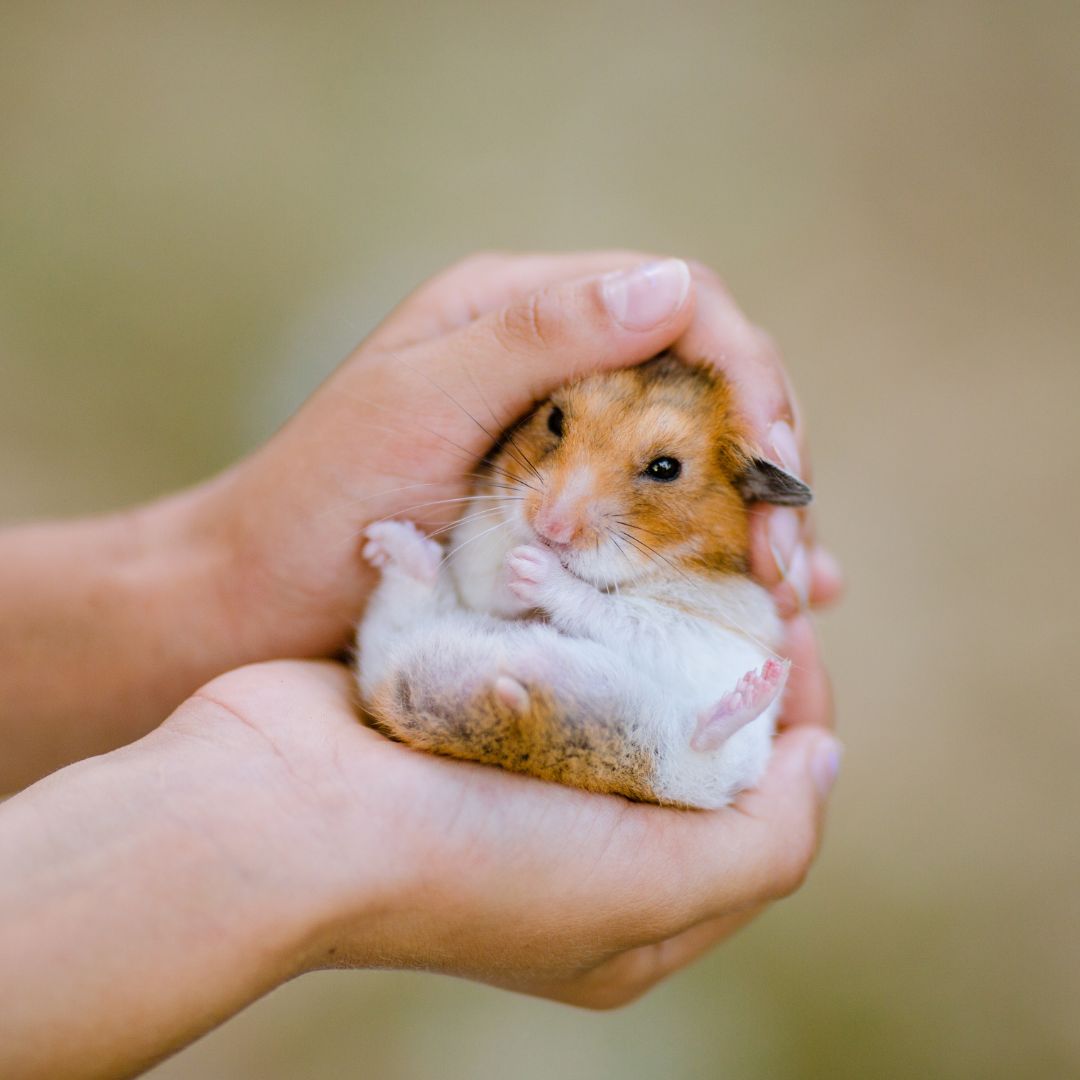 person holding sleepy hamster