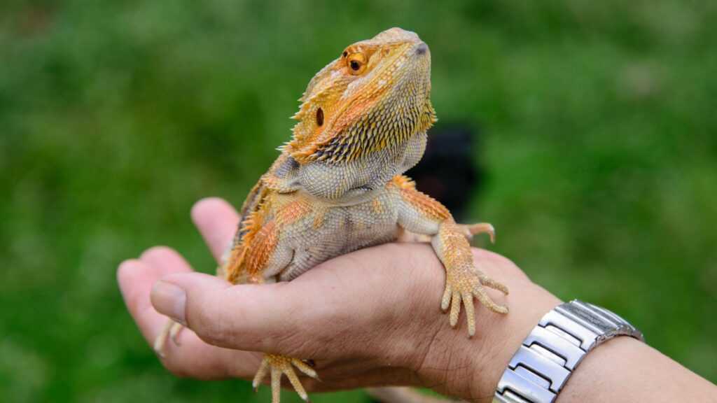 person holding pet lizard