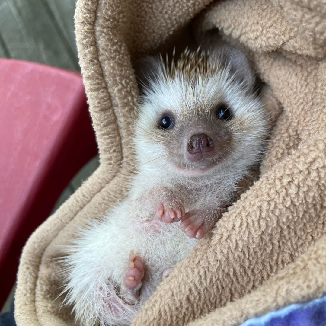 hedgehog curled up in a blanket