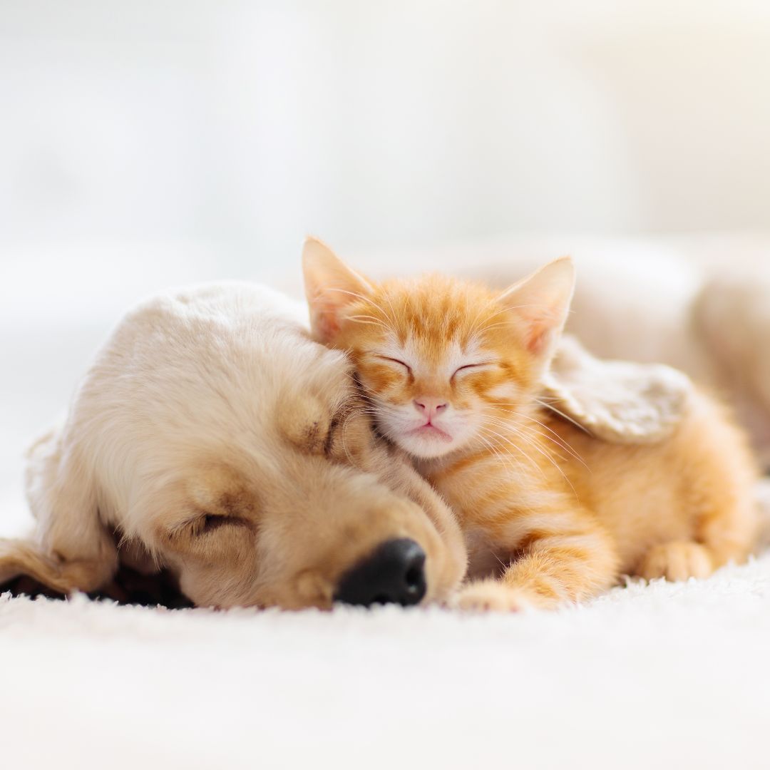 kitten cuddling with puppy