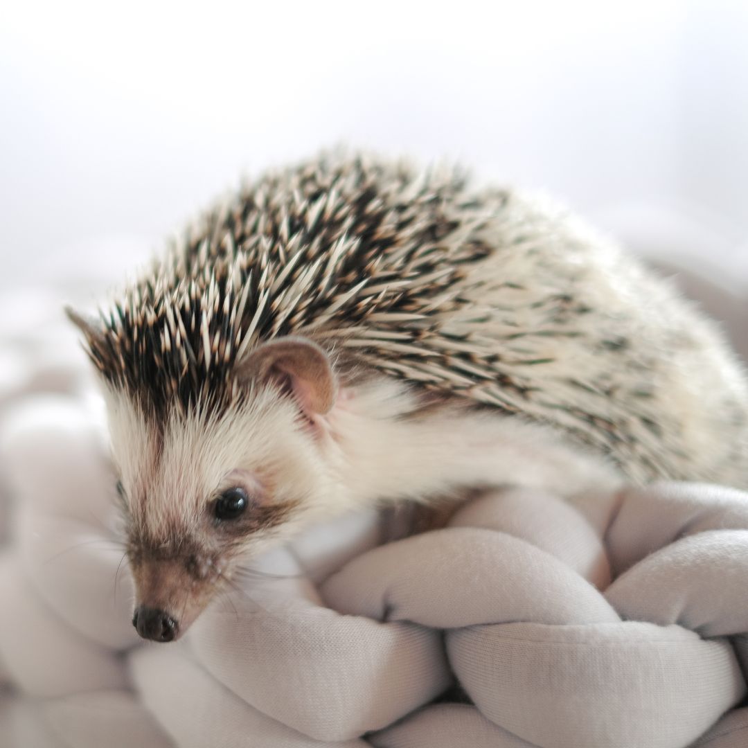 Hedgehog on a blanket
