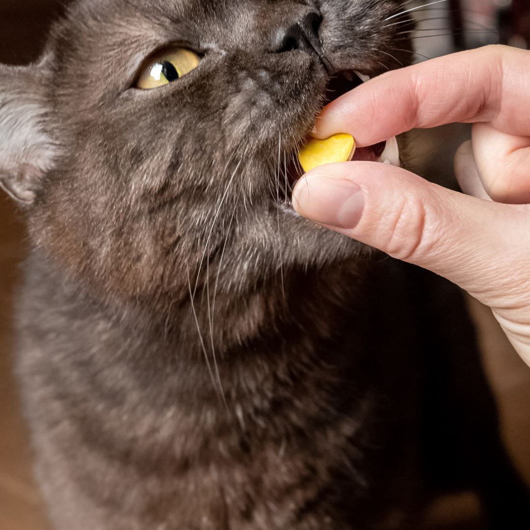 person giving cat pill