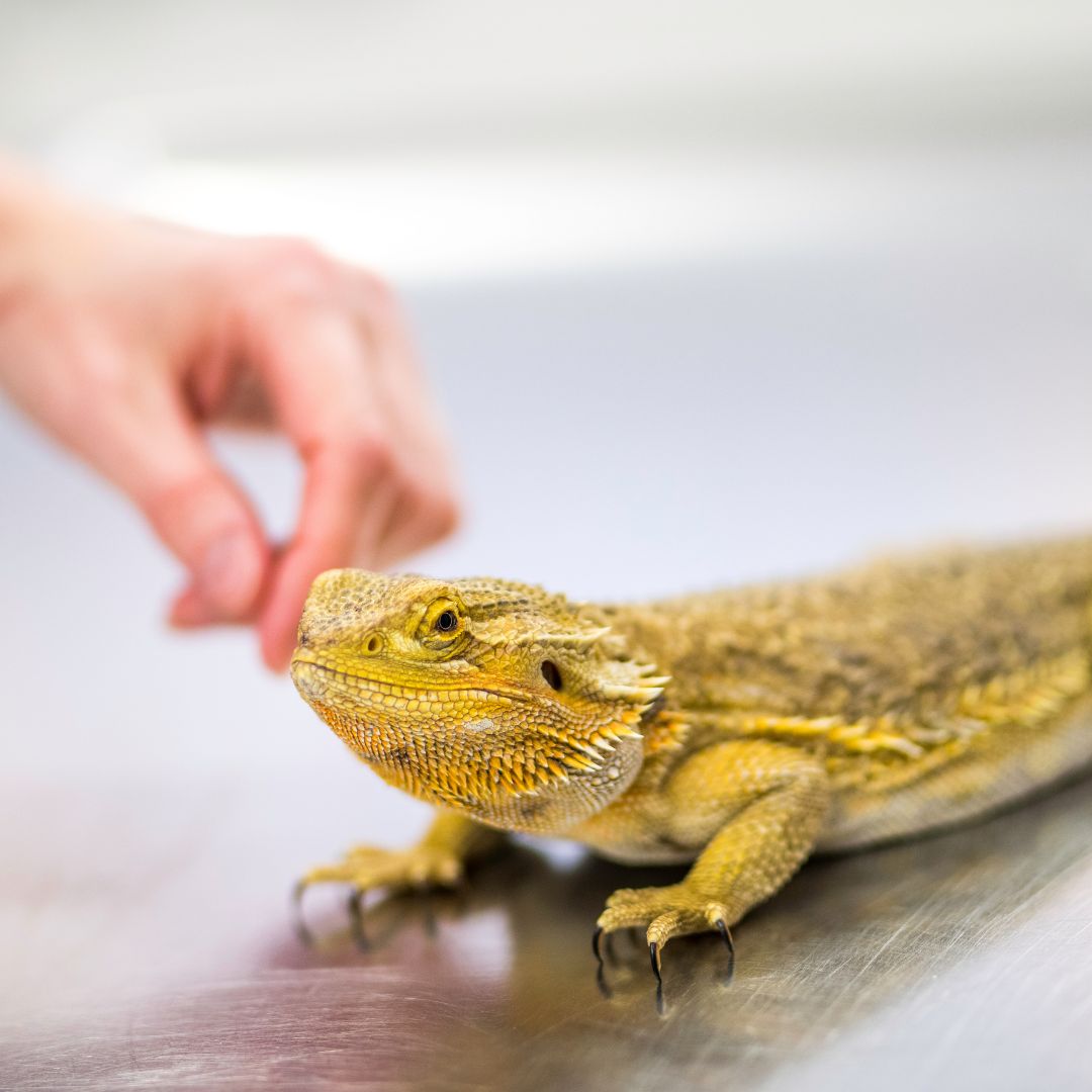 person petting pet lizard