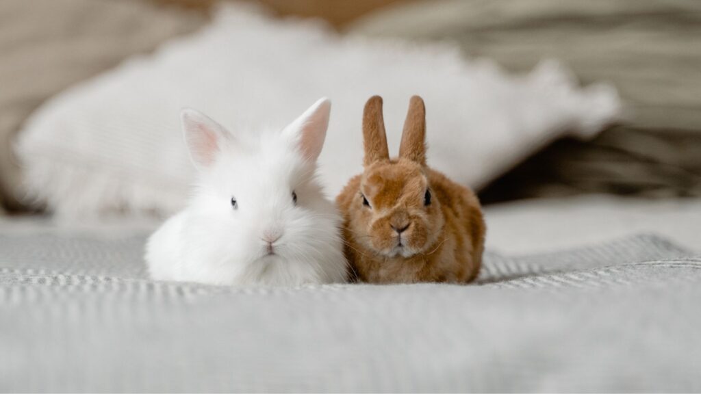 two bunnies sitting on a bed