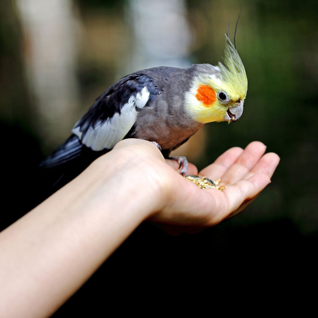 person holding a pet bird in their hand