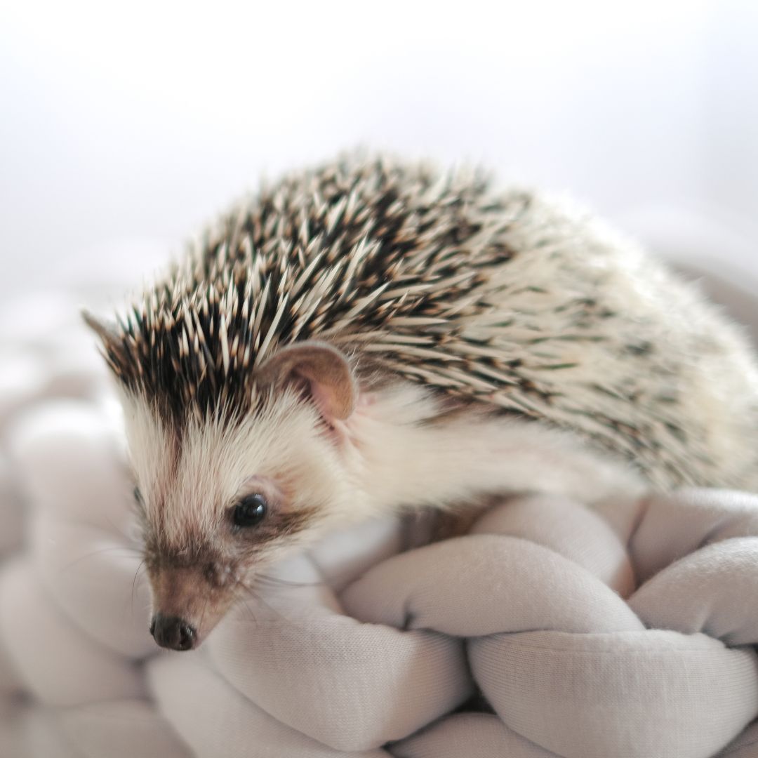 hedgehog in bed