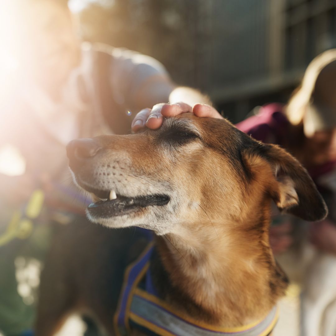 happy dog on leash