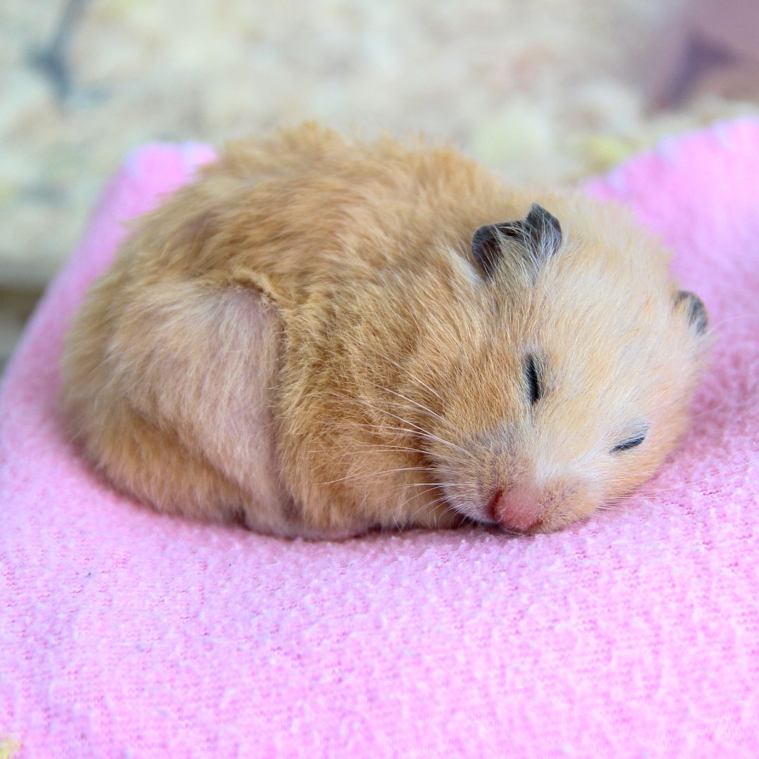 hamster curled up on blanket