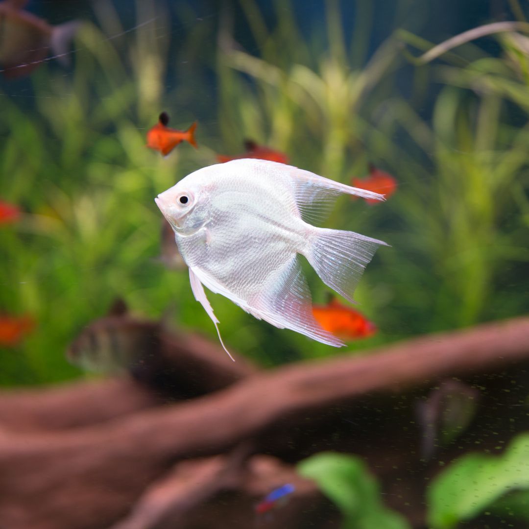 white fish swimming in fish tank