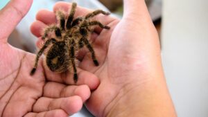 person holding pet tarantula