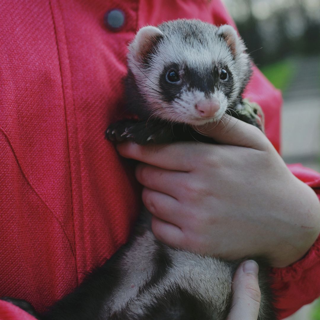 person holding pet ferret