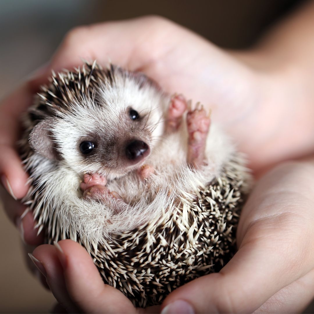 hedgehog curled up in person's hands
