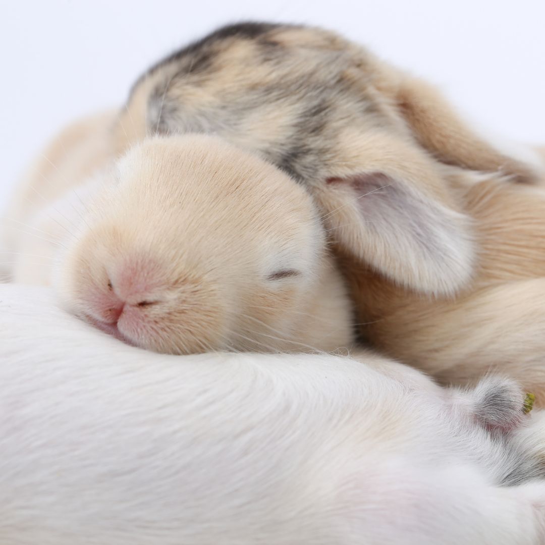 two bunnies cuddled together