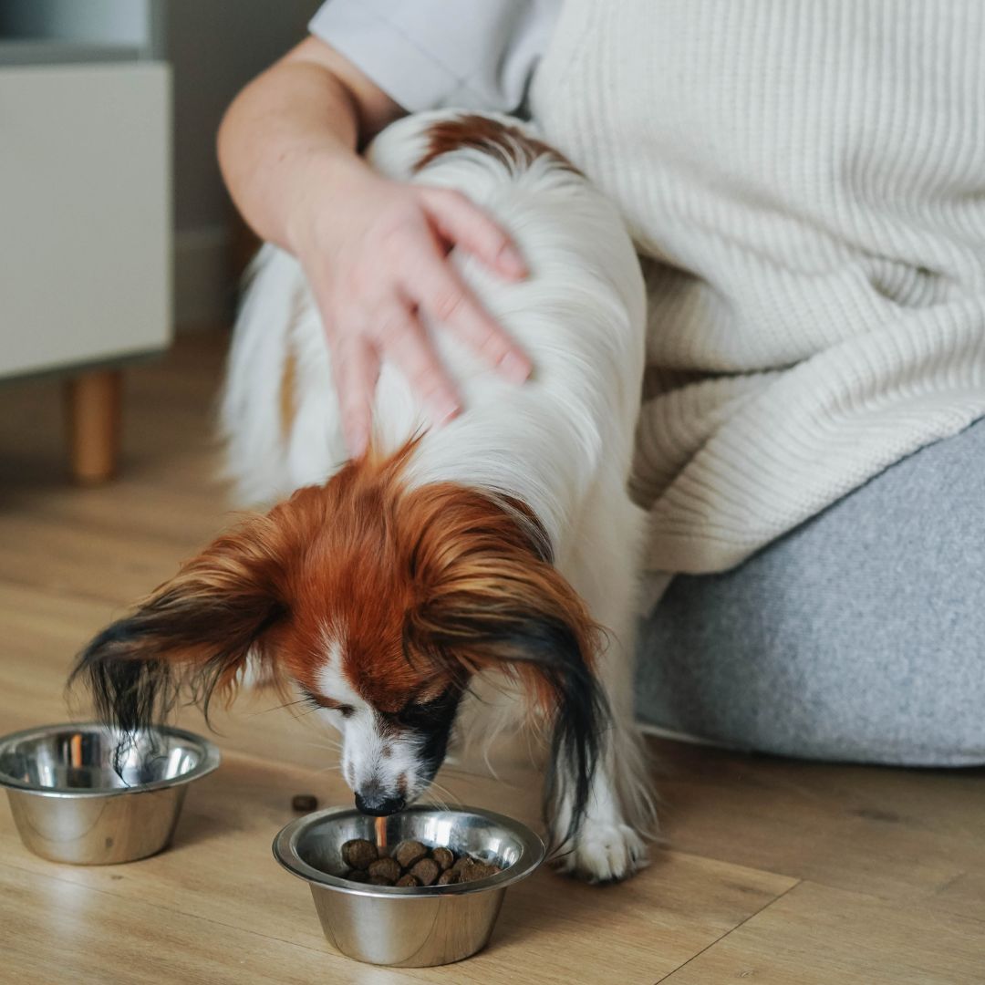 The Convenience of In-Home Pet Sitting