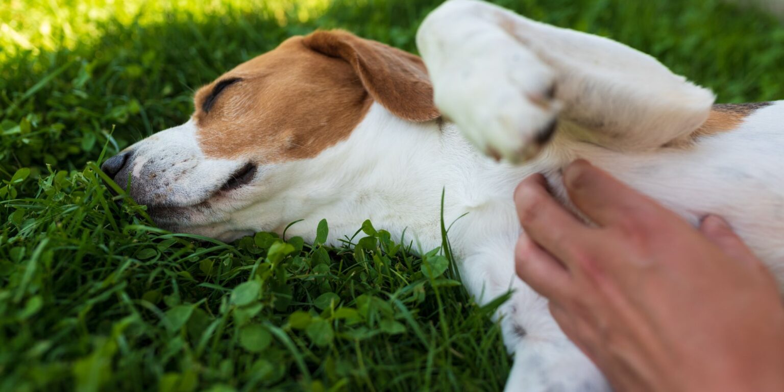 blog-page-2-of-155-fetch-pet-care