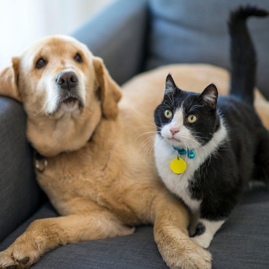 Dog and cat laying on couch together