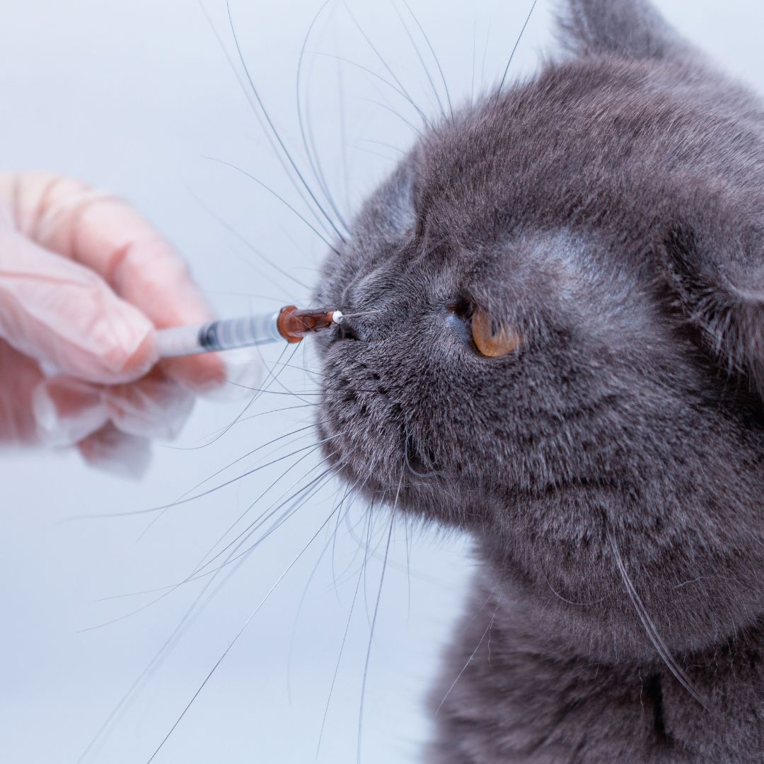 cat sniffing syringe
