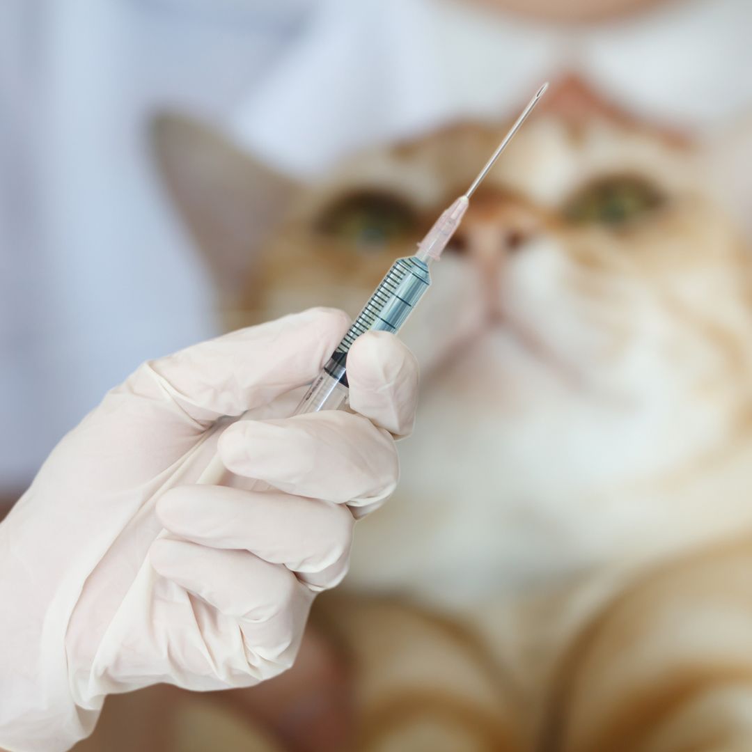 cat looking at syringe