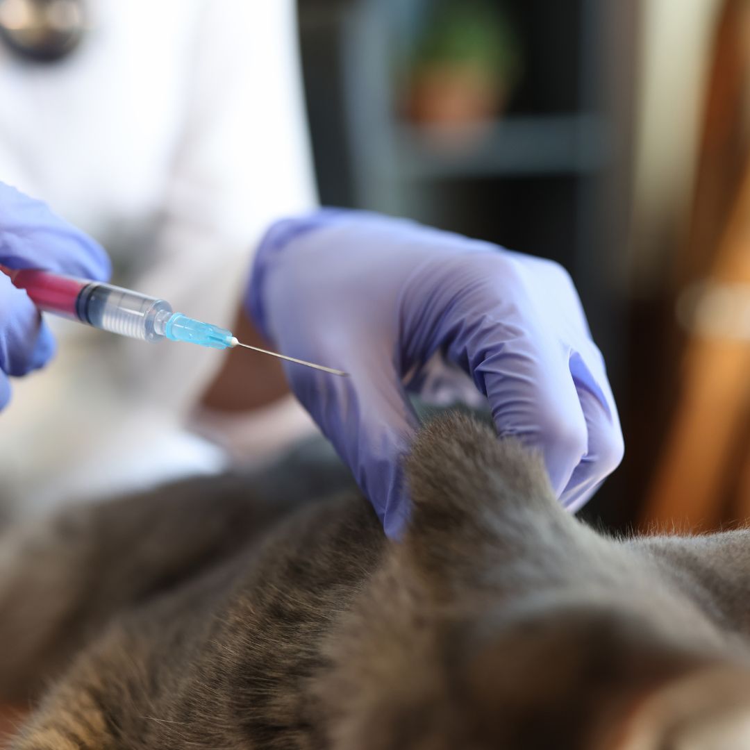 person giving cat injection