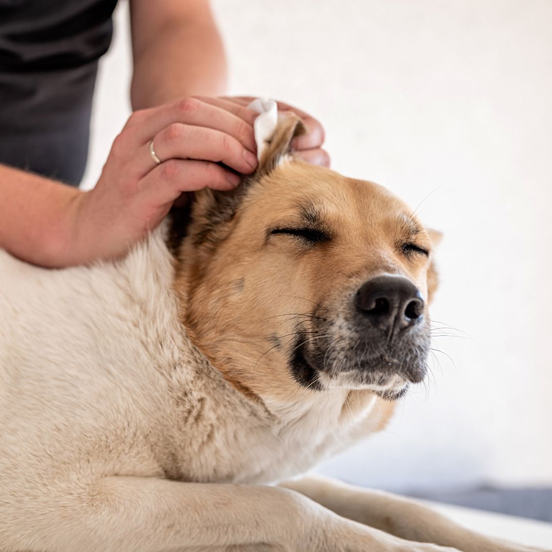 cleaning dog's ears