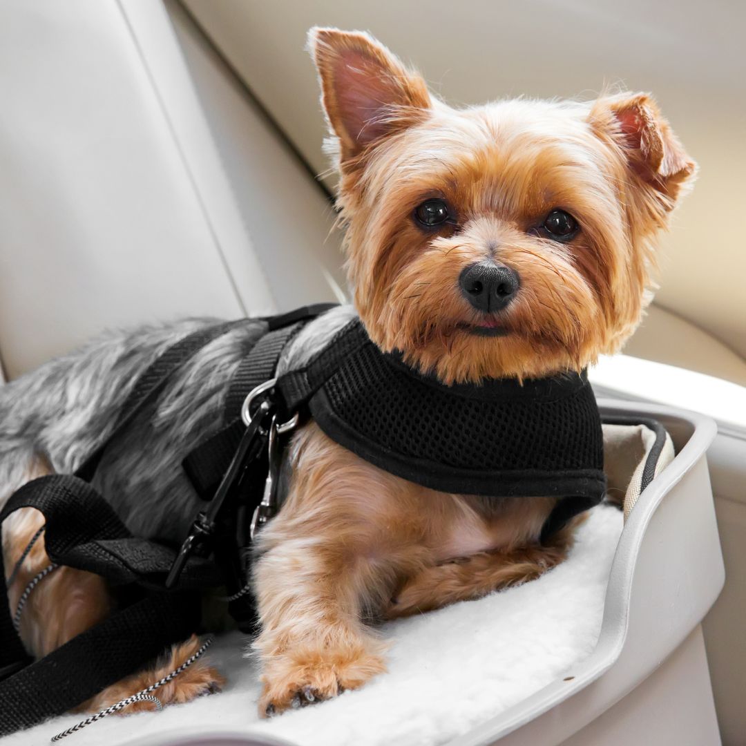 yorkie buckled into car seat