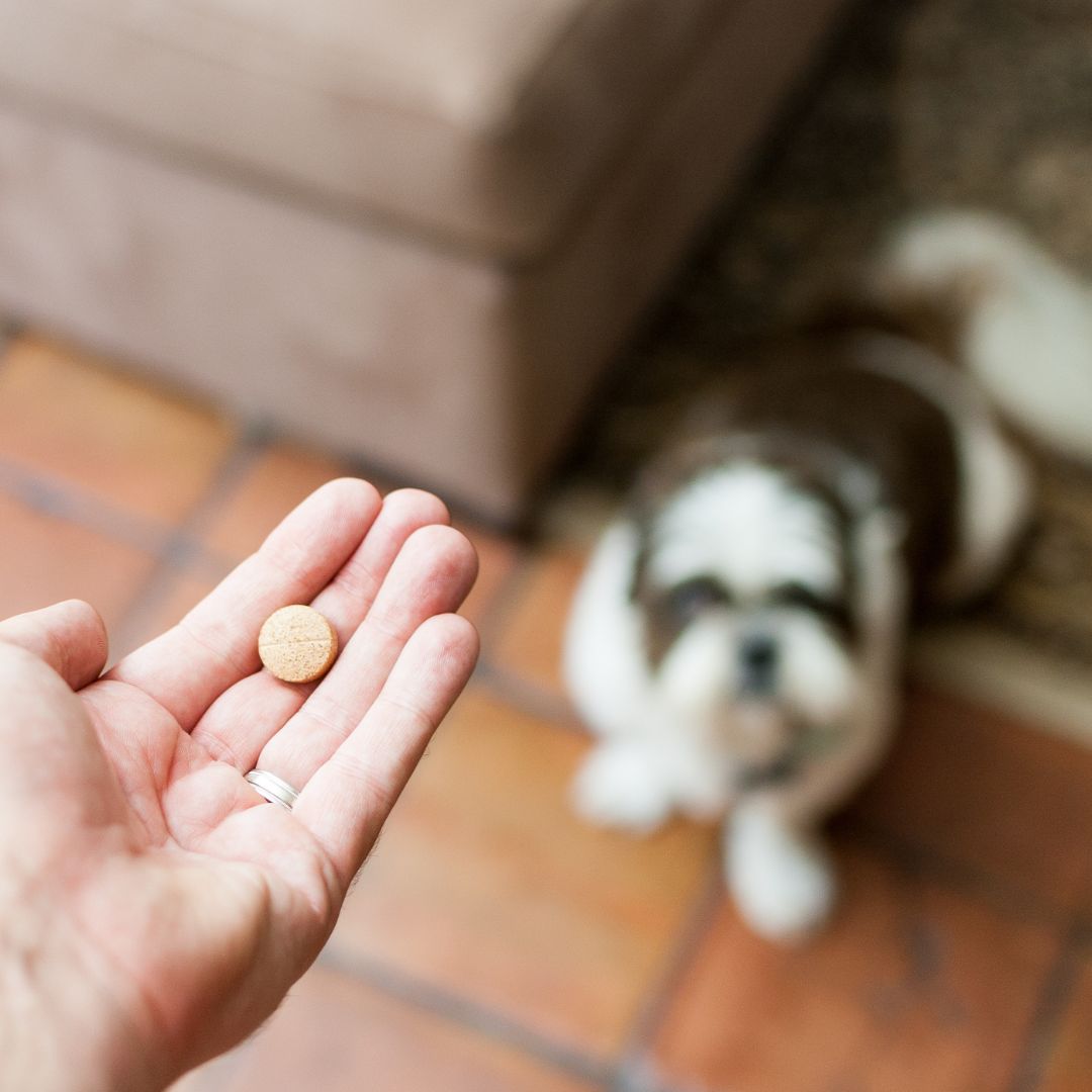 pill with dog in background